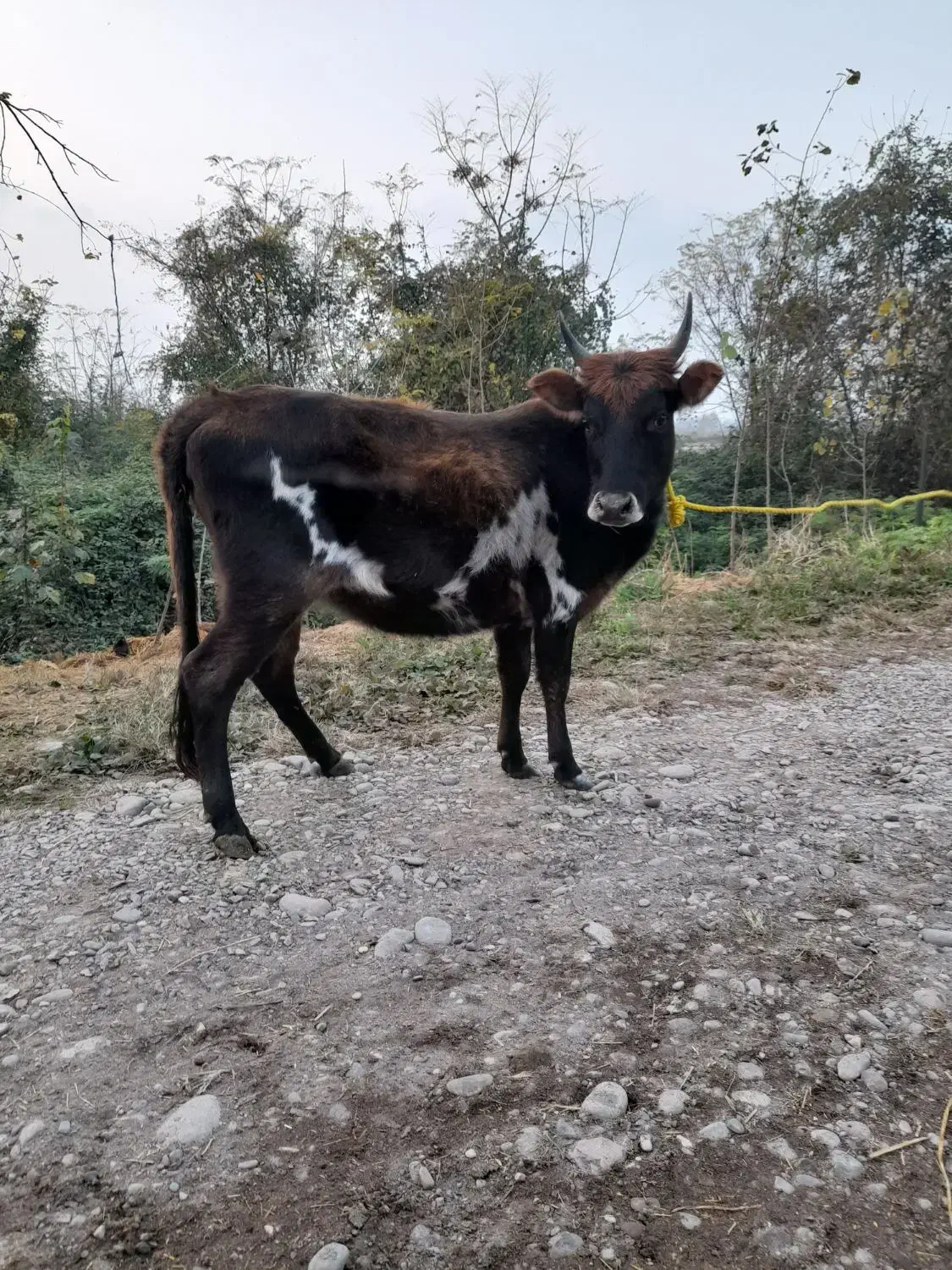 گاو ورزا کوله لیشه|حیوانات مزرعه|سنگر, |دیوار