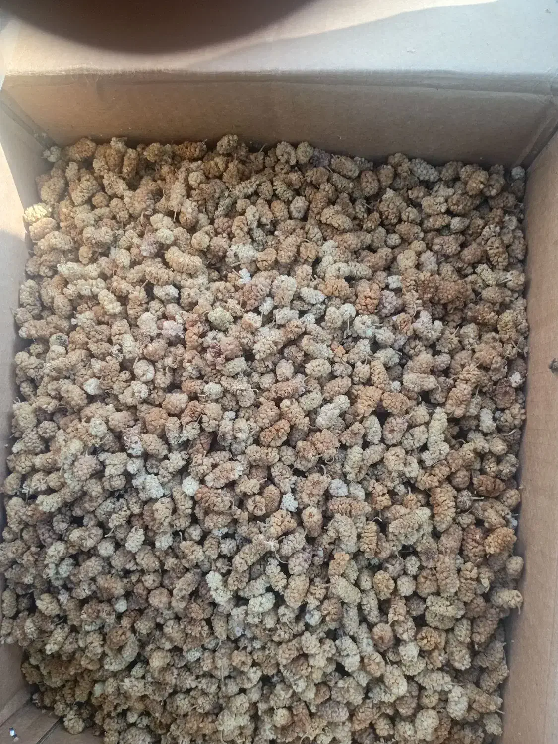 توت خشک درجه یک کردستان .فروش به صورت عمده|عمده‌فروشی|رشت, چله خانه|دیوار