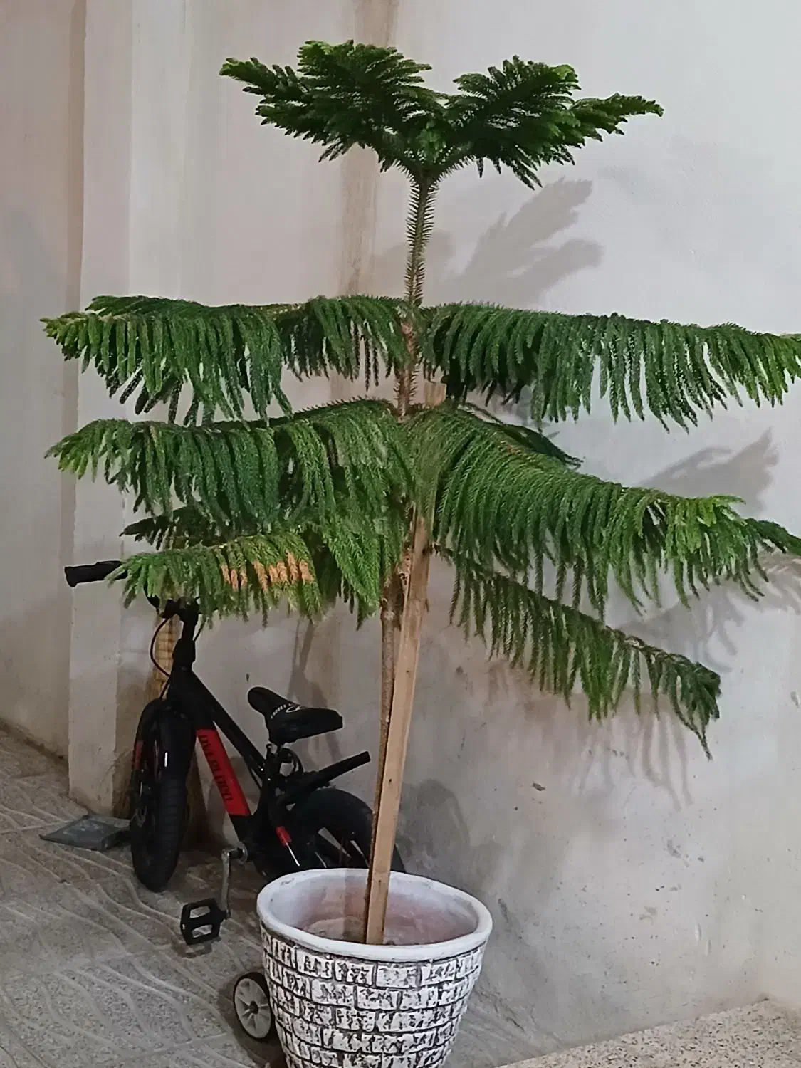 کاج مطبق کاملا سالم|گل و گیاه طبیعی|صائین قلعه, |دیوار