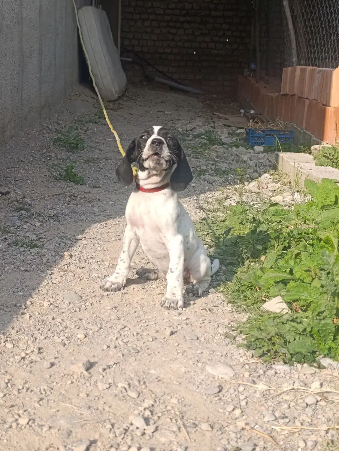 پوینتر انگلیسی ماده خوش رنگ|سگ|گرگان, |دیوار