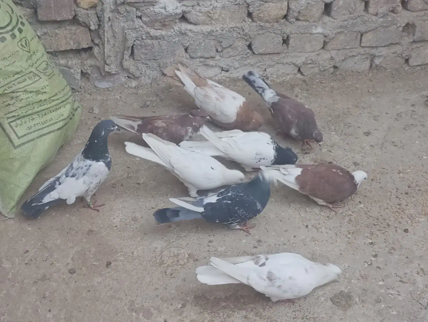 کبوتر|پرنده|زابل, |دیوار