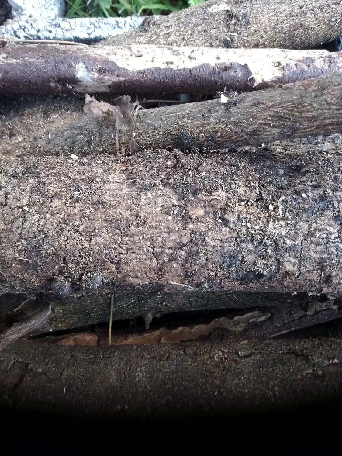 چوب شومینه عالی باقیمت مناسب بفروش میرسد|عمدهفروشی|تنکابن, |دیوار