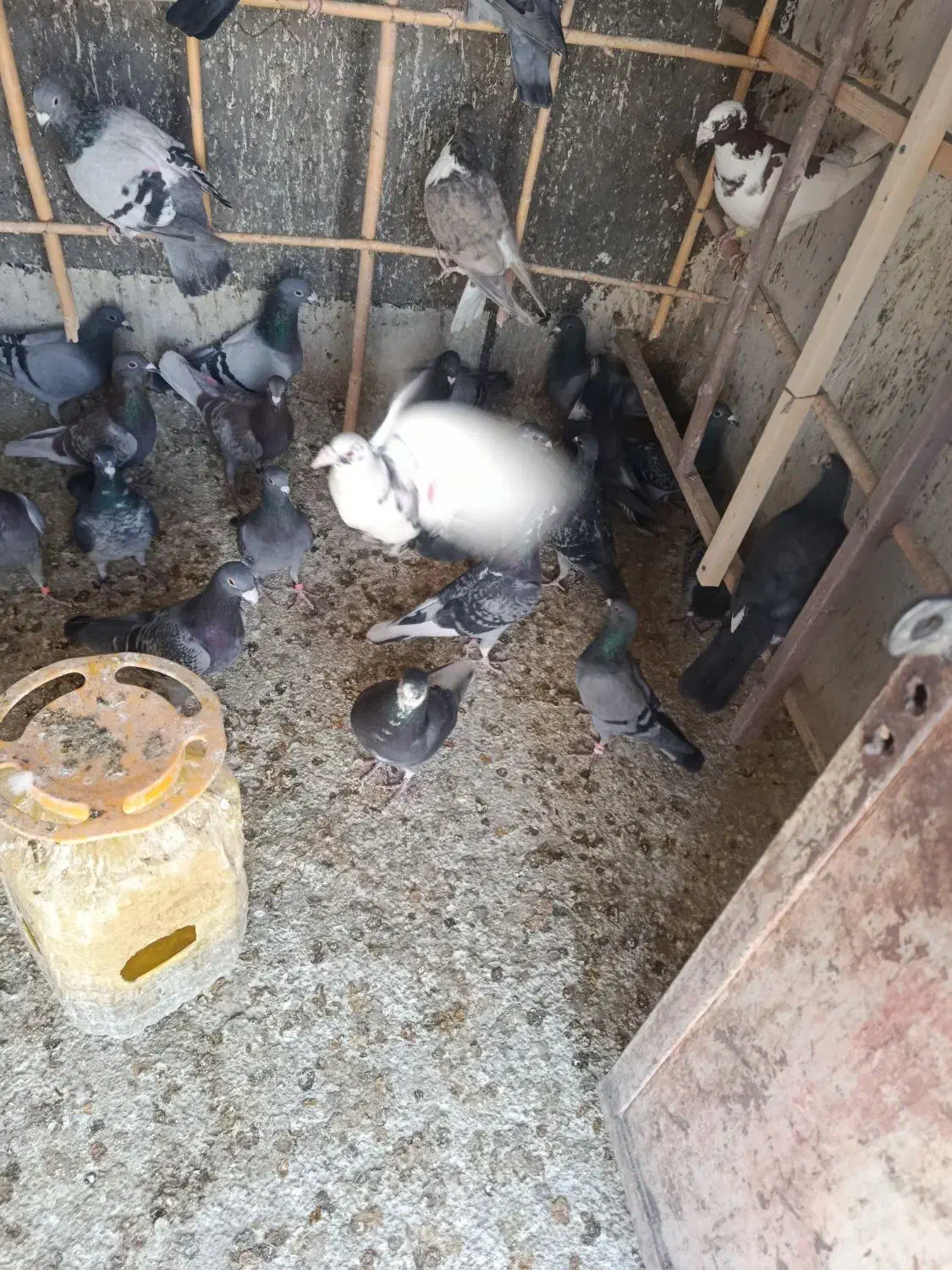 ۵۵عدد کبوتر مشهدی قیمت یک جا دونه ای ۳۰۰هزار تومن|پرنده|سرخه, |دیوار