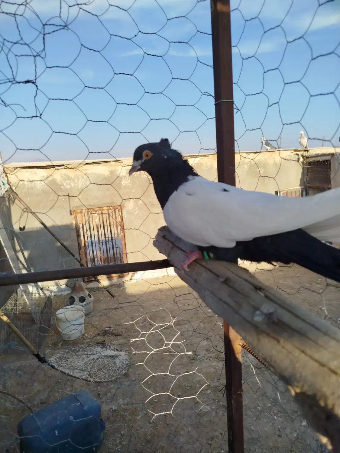 چنتا رنگه پرشی زد و خوردی|پرنده|خلیل آباد, |دیوار