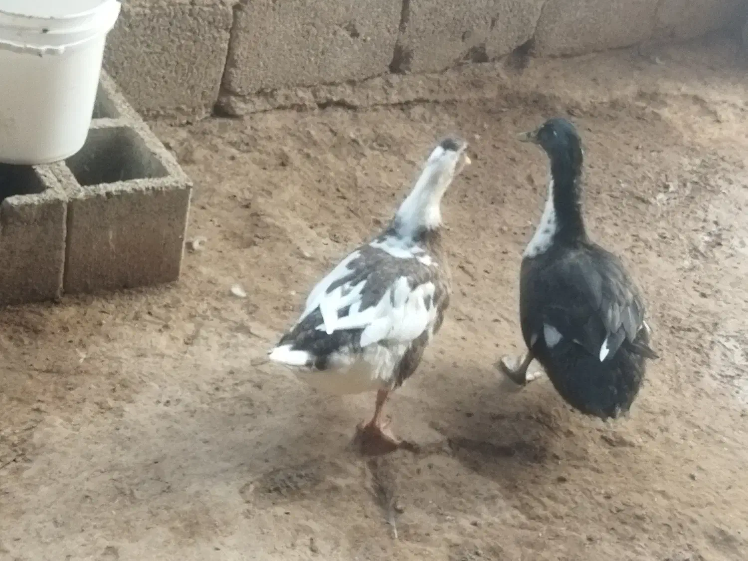 دو اردک یک نر یک ماده      دانه ای 600تومان|پرنده|گتوند, |دیوار