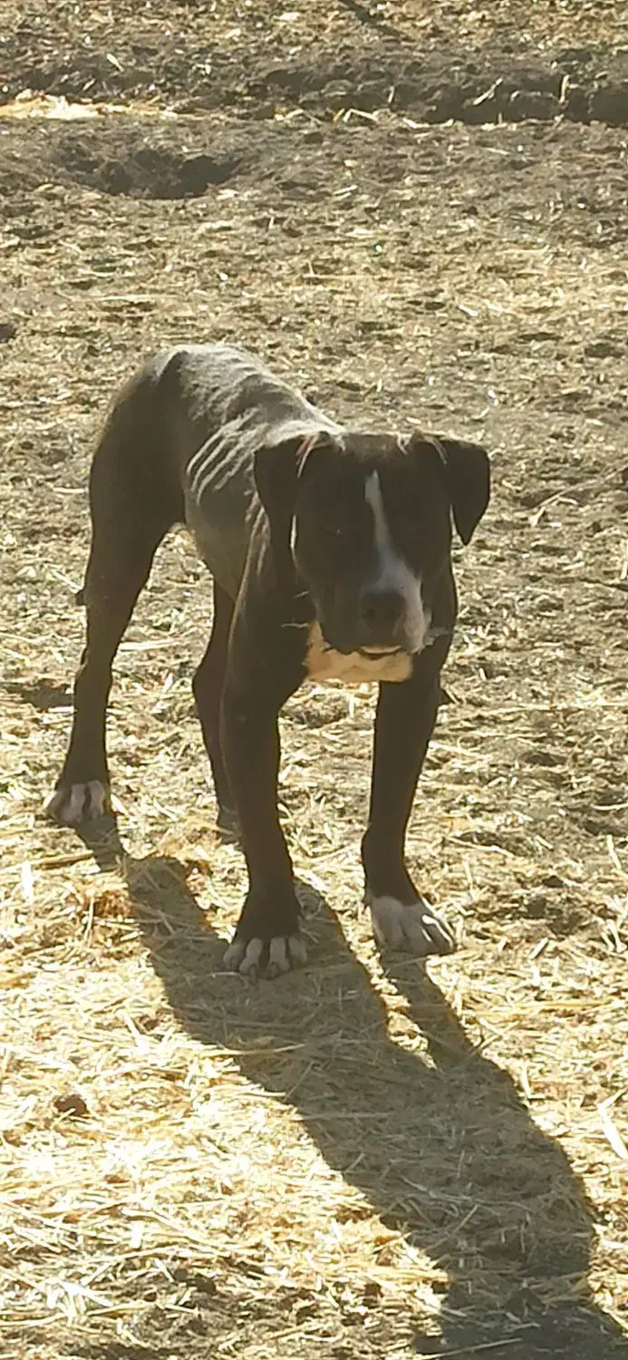 پیتبول اصل|سگ|کرمانشاه, |دیوار