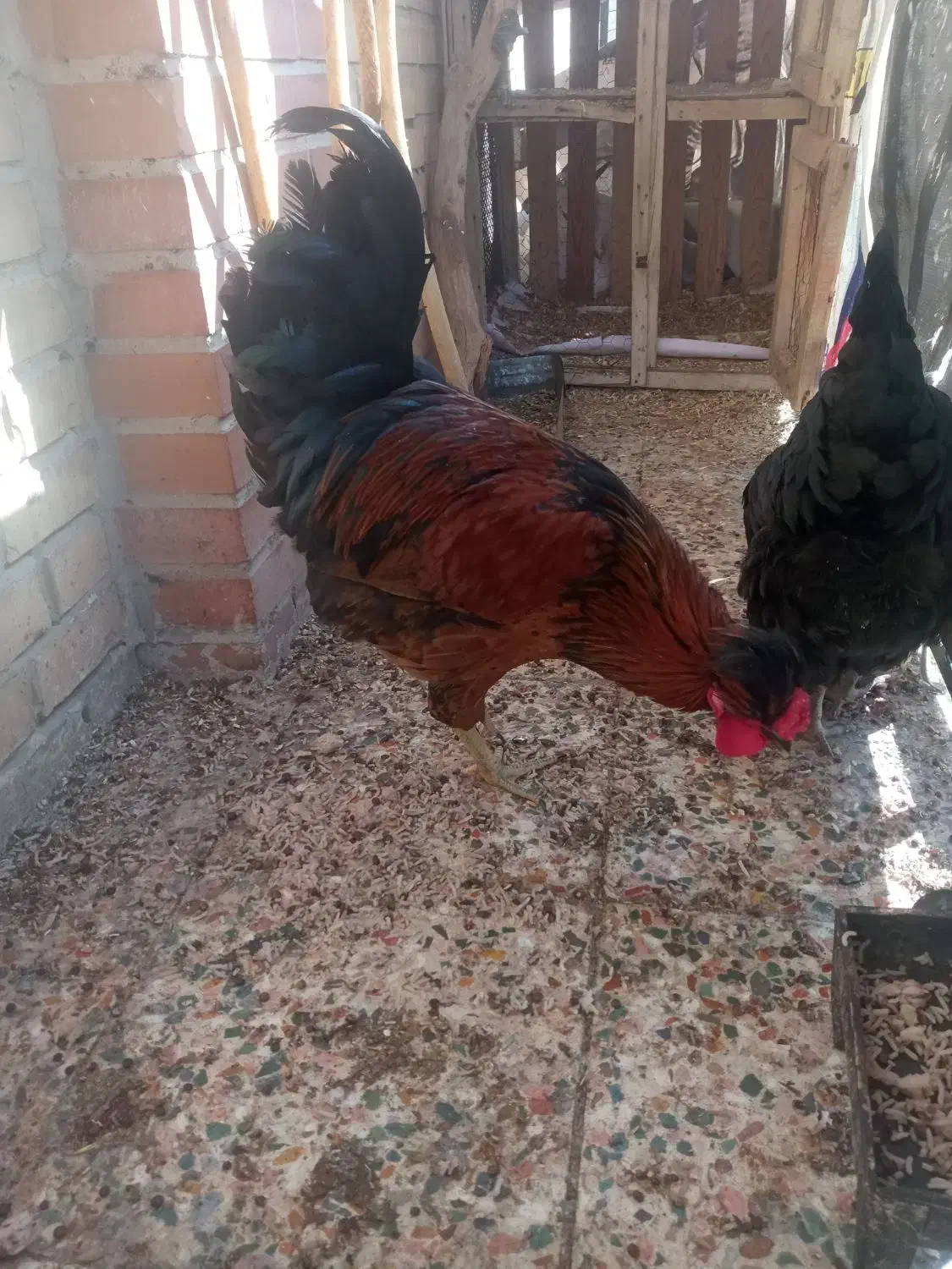 خروس|حیوانات مزرعه|ایلام, |دیوار