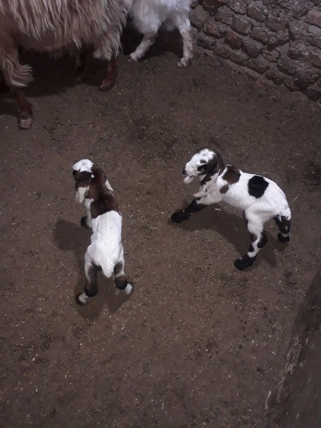 بز و بزغاله نروماده|حیوانات مزرعه|گنبد کاووس, |دیوار