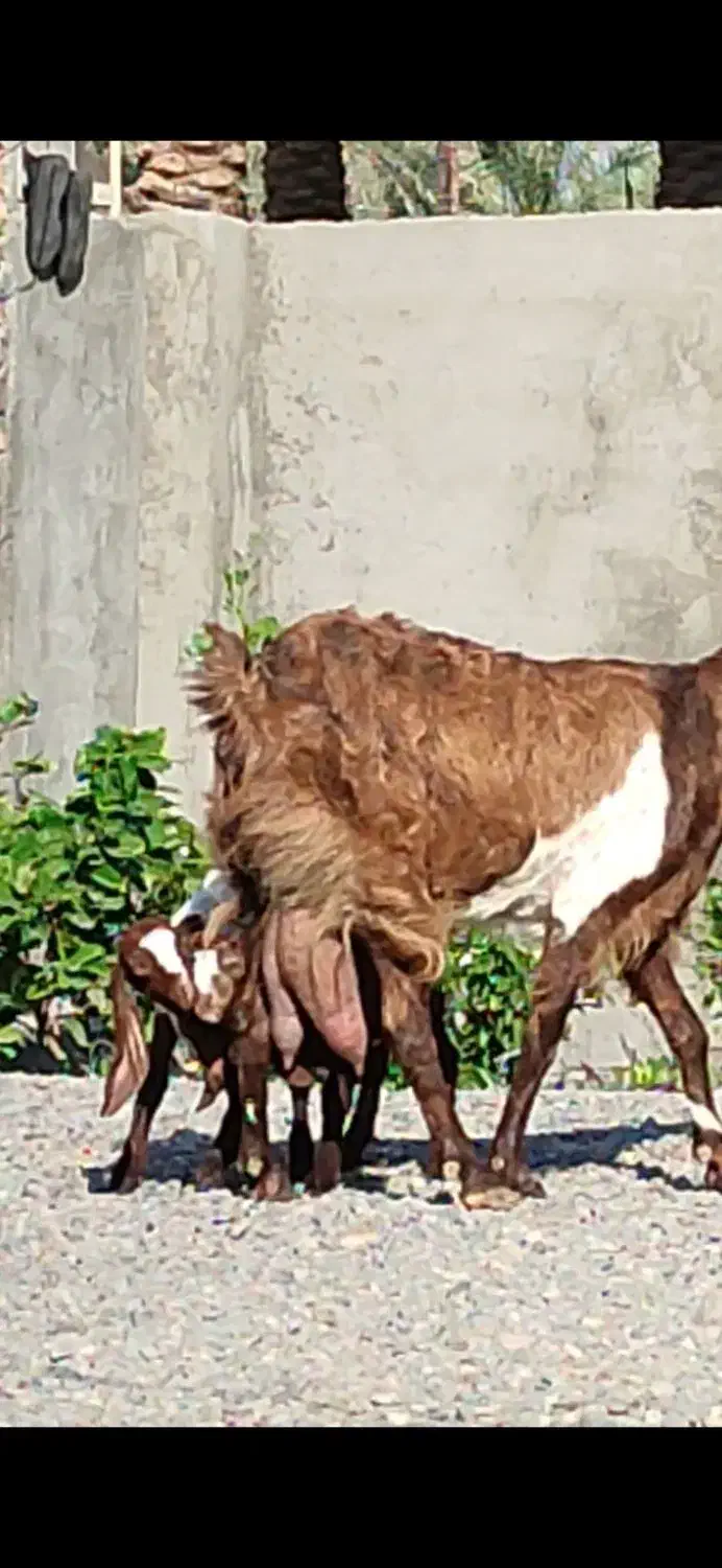 بز کهره نجدی دو کیلو شیر موقعیت جیرفت|حیوانات مزرعه|کرمان, |دیوار