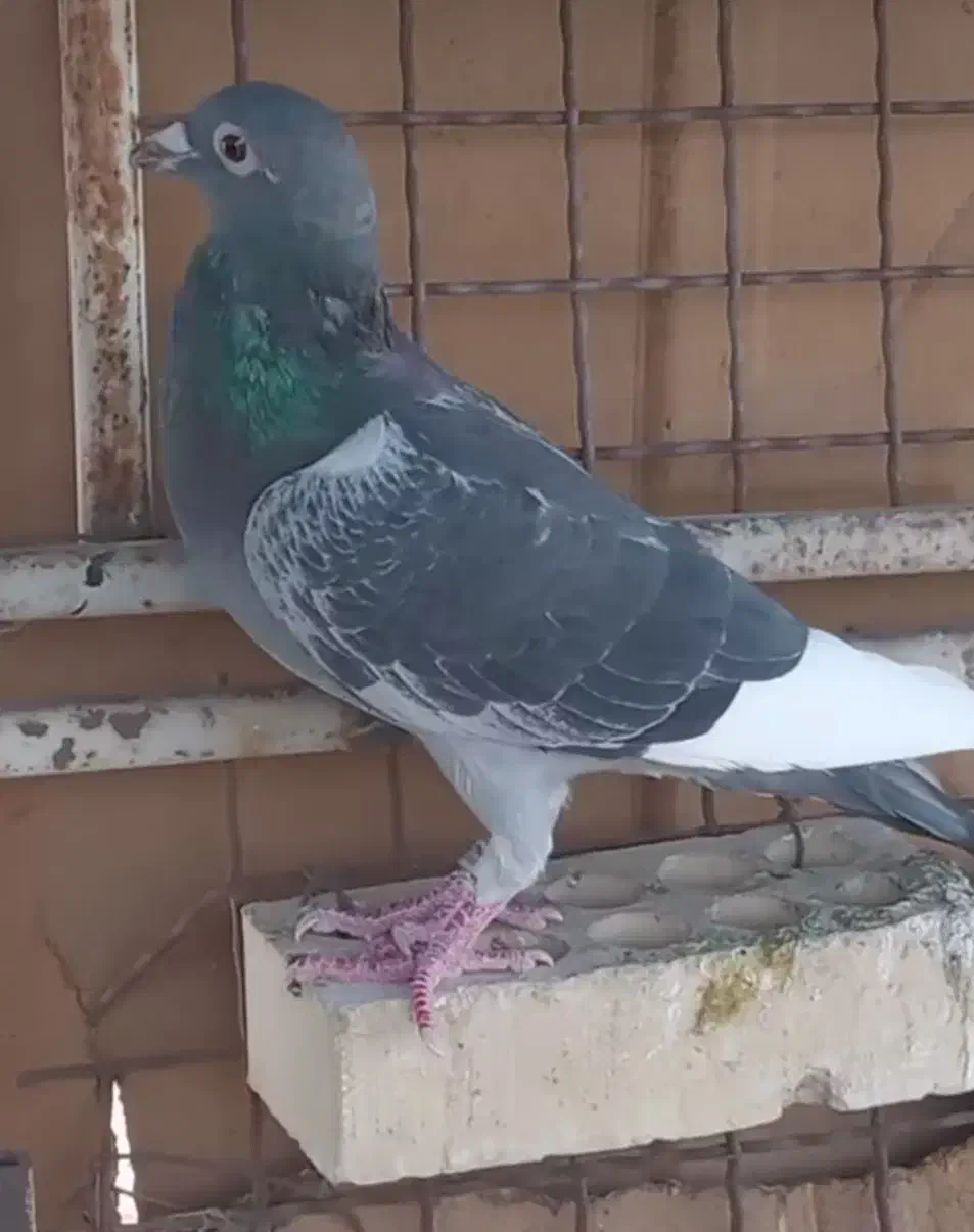 پنج عدد مسافتی پرواز بالا|پرنده|تربتحیدریه, نواب صفوی|دیوار