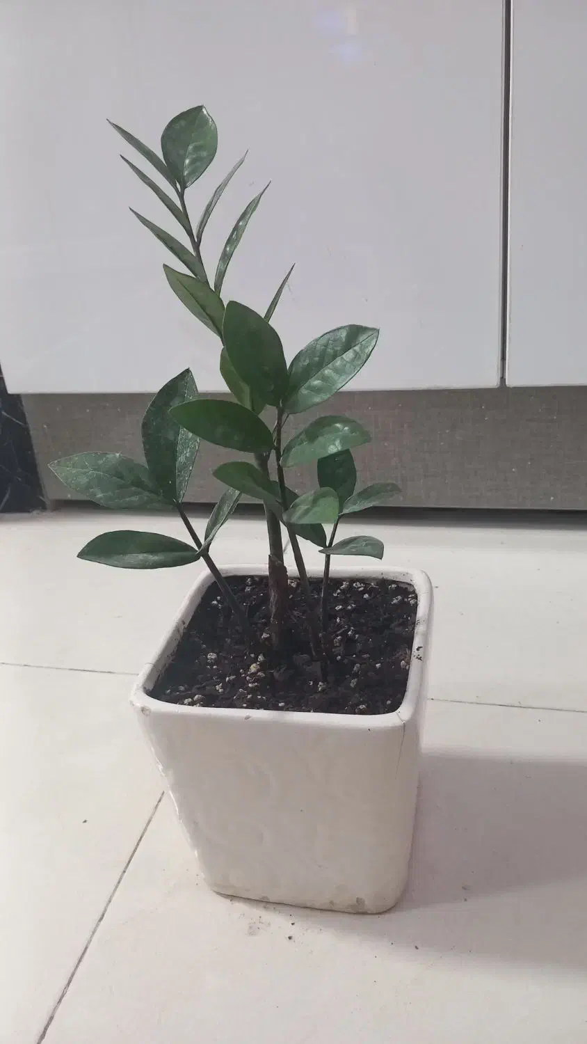 گلهای طبیعی|گل و گیاه طبیعی|سمنان, |دیوار