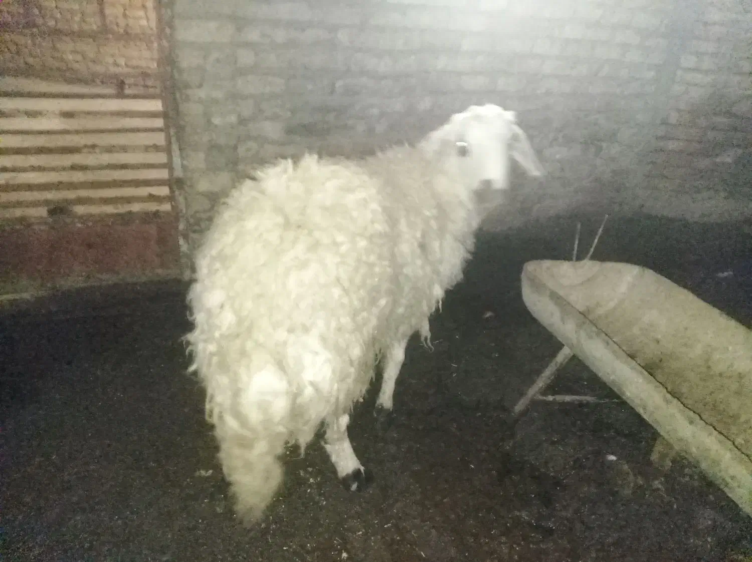 بره قوچی سفید|حیوانات مزرعه|قلندر آباد, |دیوار