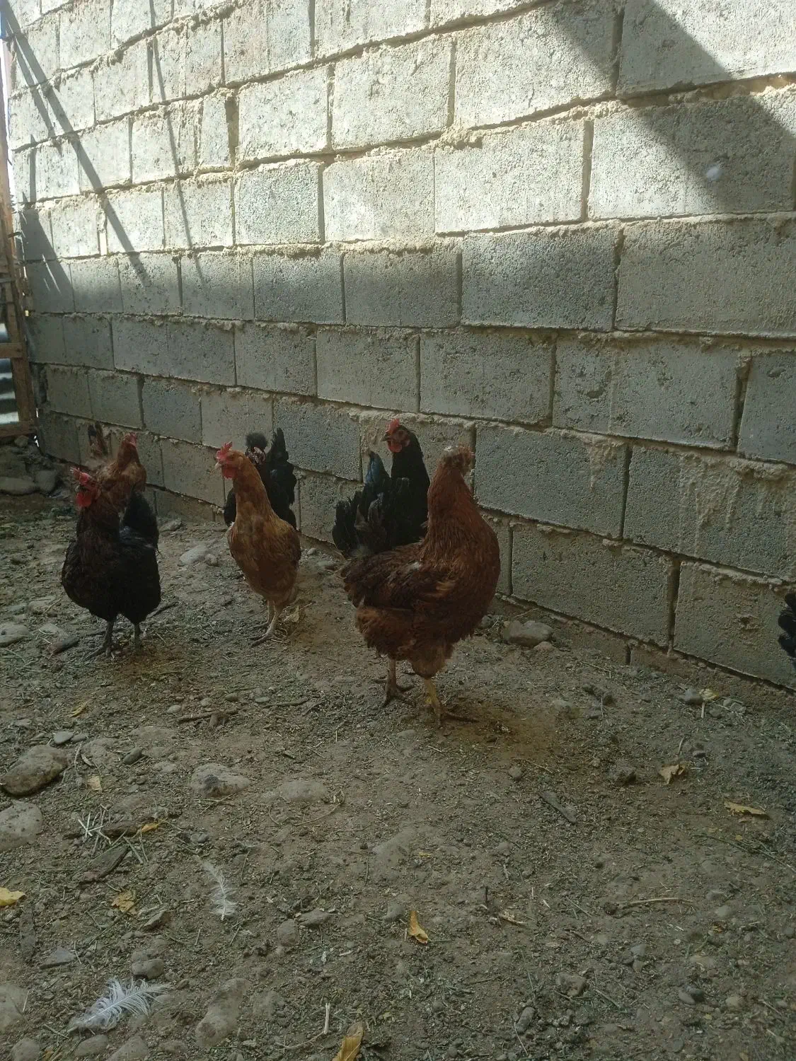 مرغوپرندگان|حیوانات مزرعه|شاهین دژ, |دیوار