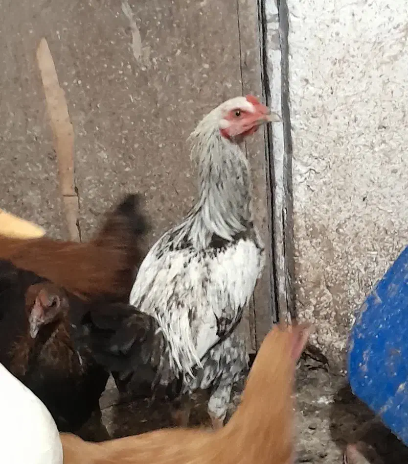 جوجه خروس|حیوانات مزرعه|سنگر, |دیوار