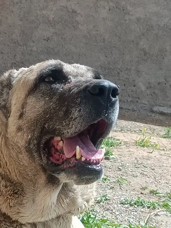 سگ.|سگ|تربت جام, جامرود|دیوار