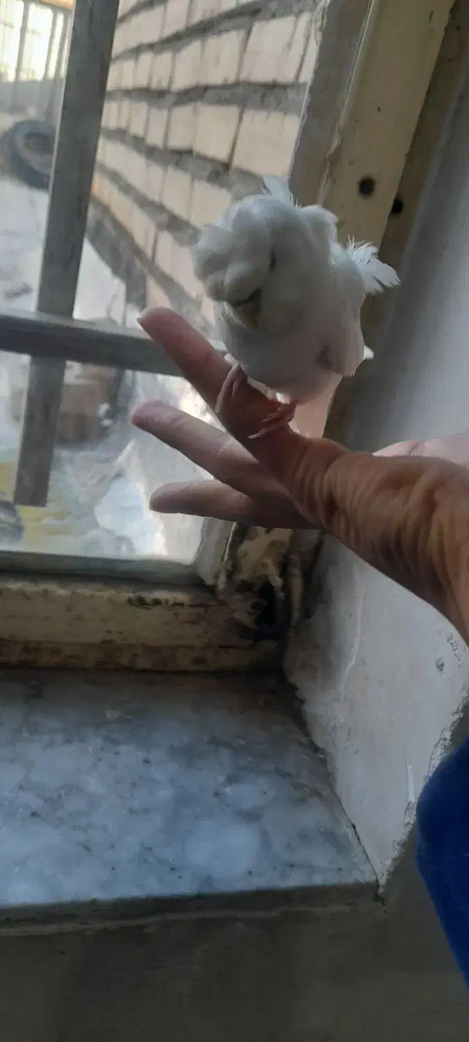 حراج|حراج|چناران, |دیوار