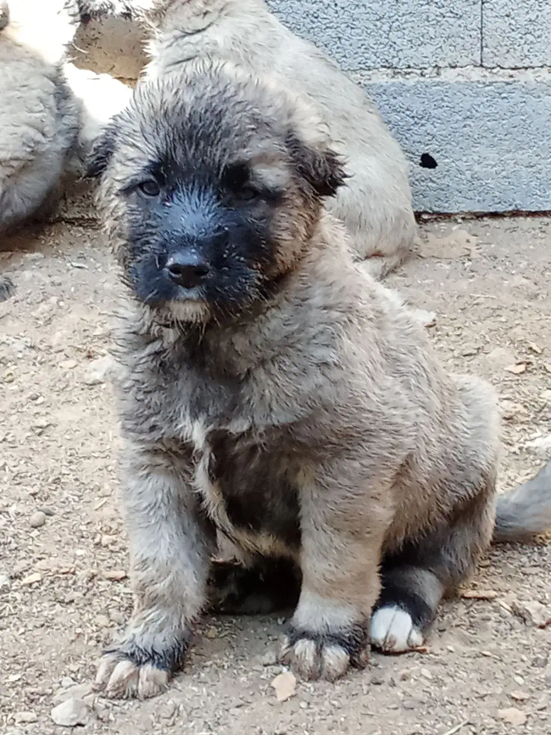 کانگال توله نر و ماده از پدر مادر وارداتی|سگ|پردیس, فاز ۶|دیوار