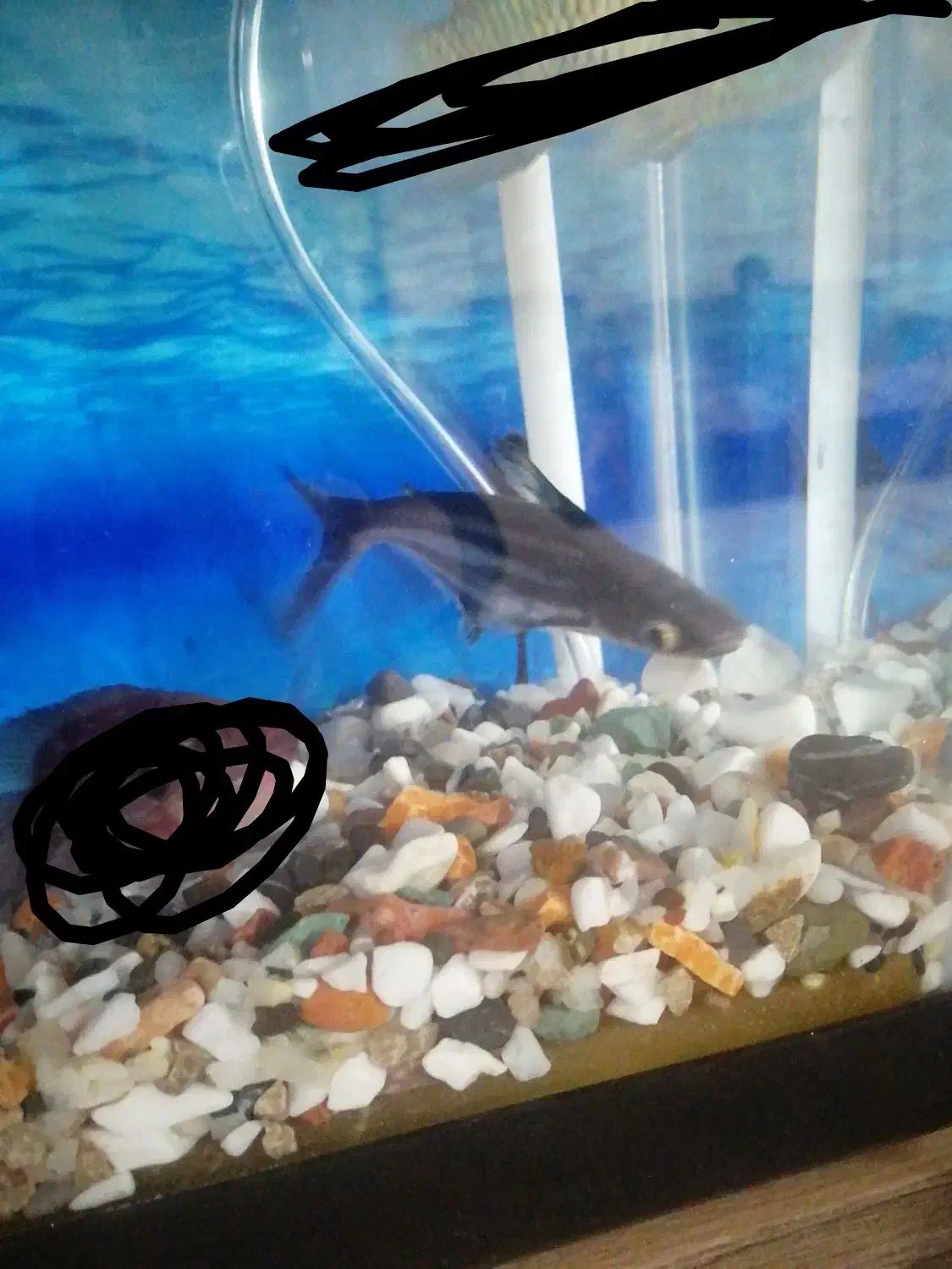 یک جفت ماهی پنگوسی|ماهی|خرم‌آباد, |دیوار