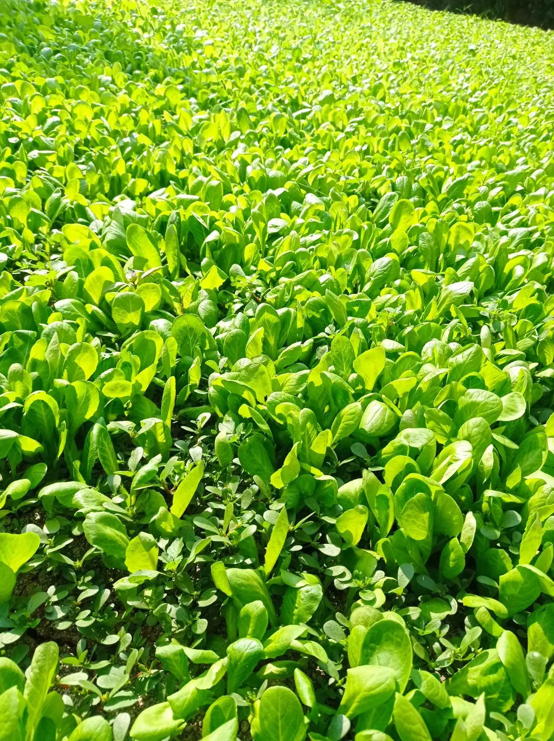 نهال کاهو|خدمات باغبانی و درختکاری|کردکوی, |دیوار