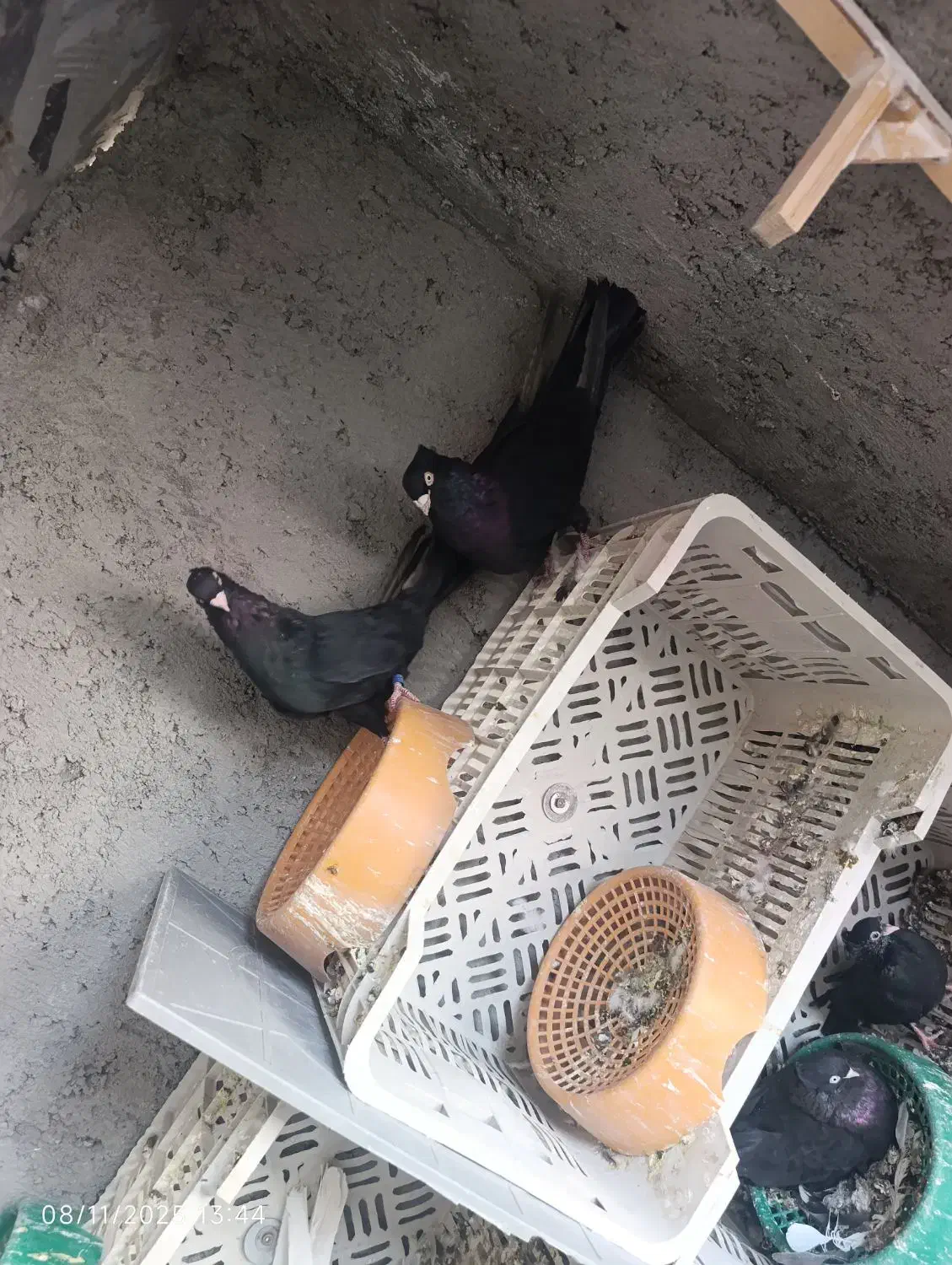 کبوتر زاغ صرب|پرنده|جیرفت, |دیوار