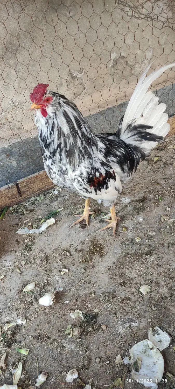 خورس گلین درجه یک|حیوانات مزرعه|ساوه, |دیوار