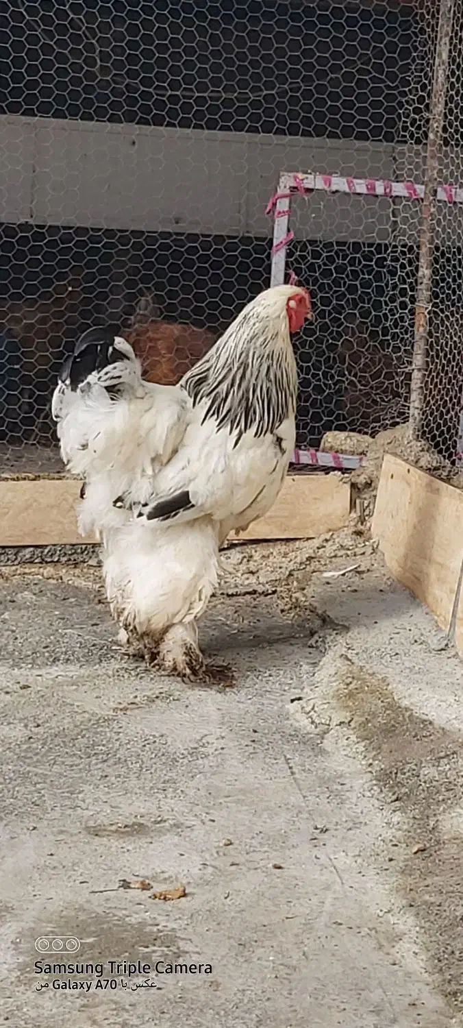 خروس برهما|حیوانات مزرعه|ساری, |دیوار