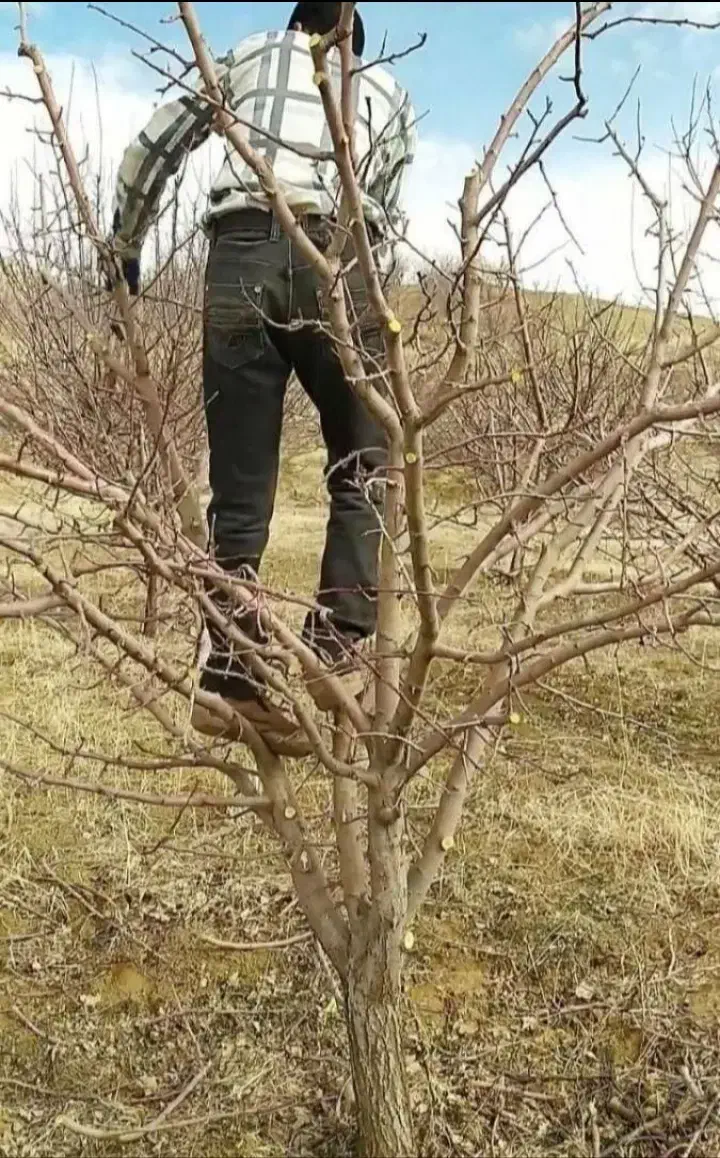 باغبانی،هرس،کوددهی، و سایر امورات|خدمات باغبانی و درختکاری|تبریز, |دیوار