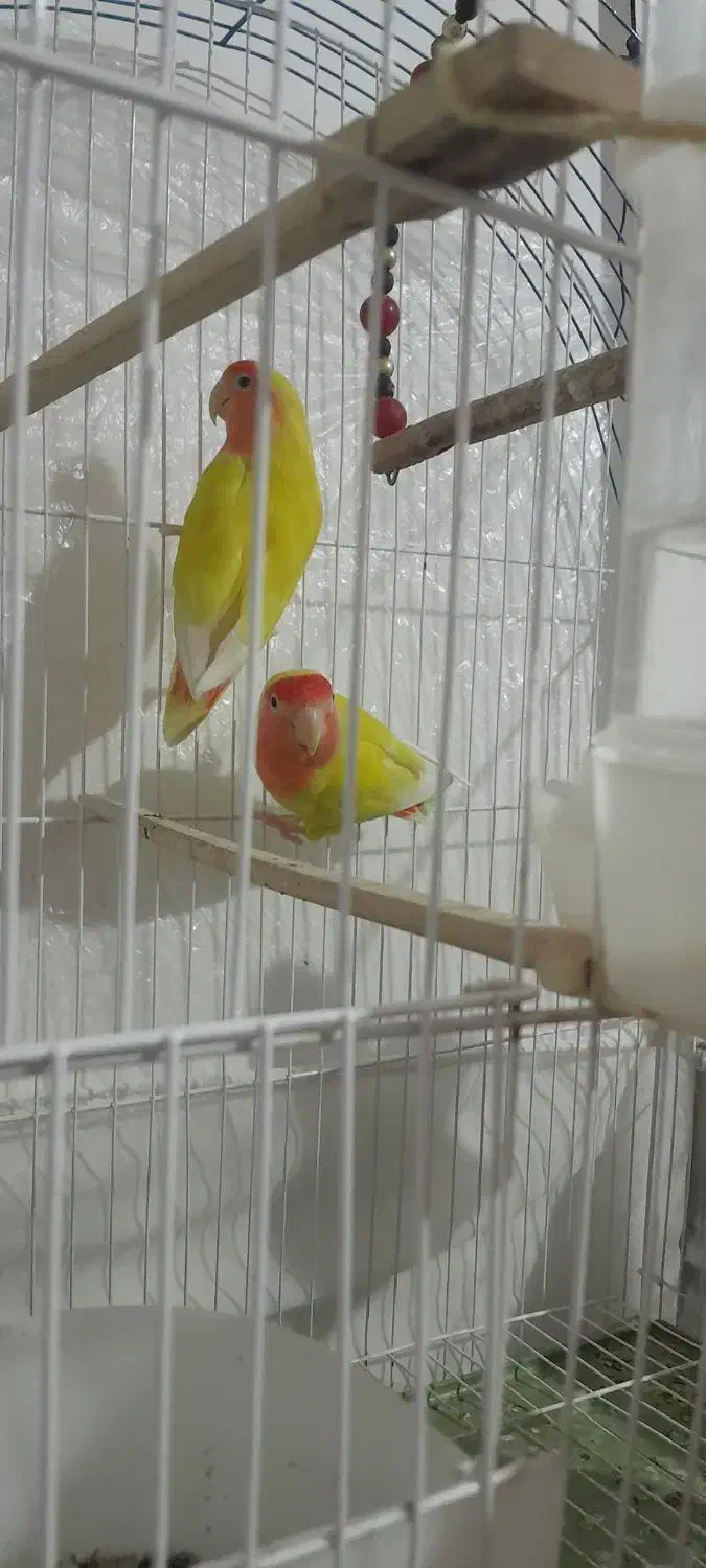 طوطی برزیلی|پرنده|نقده, |دیوار