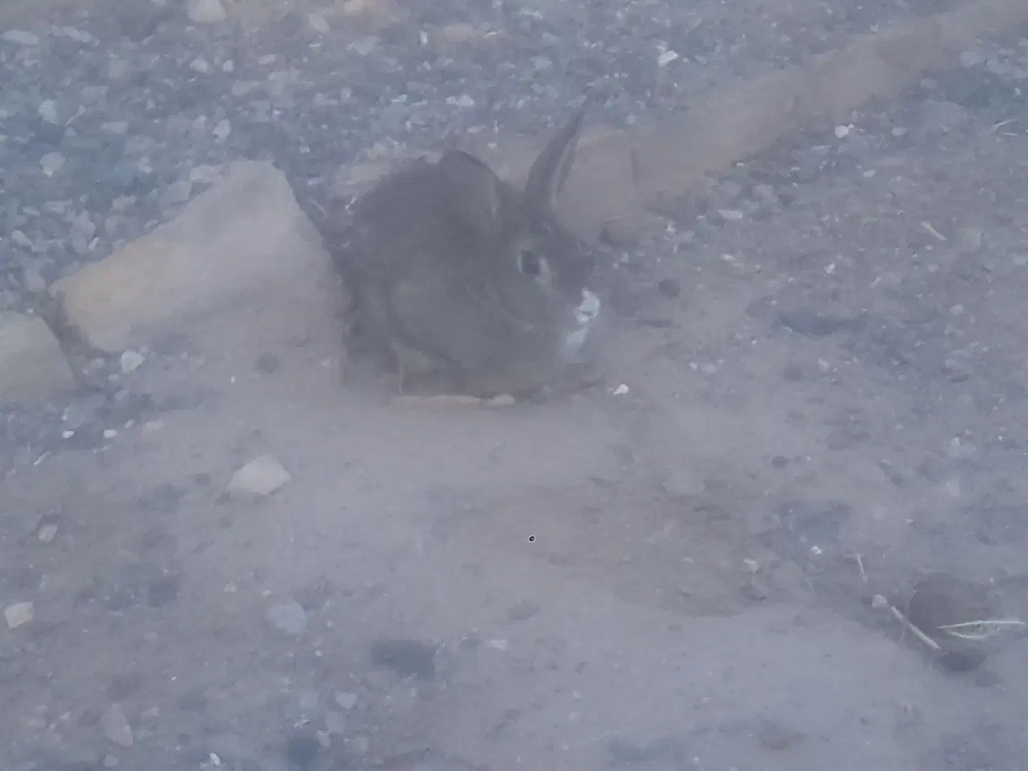 خرگوش فروشی|موش و خرگوش|رفسنجان, |دیوار