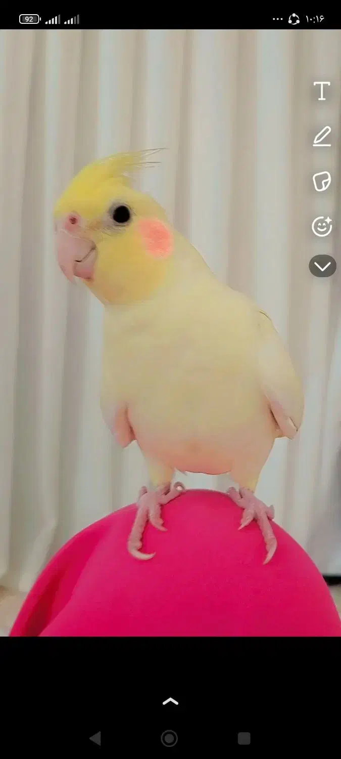 گم شده|حیوانات|کرمانشاه, |دیوار