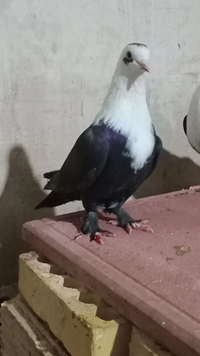 رنگی درجه یک|پرنده|گتوند, |دیوار