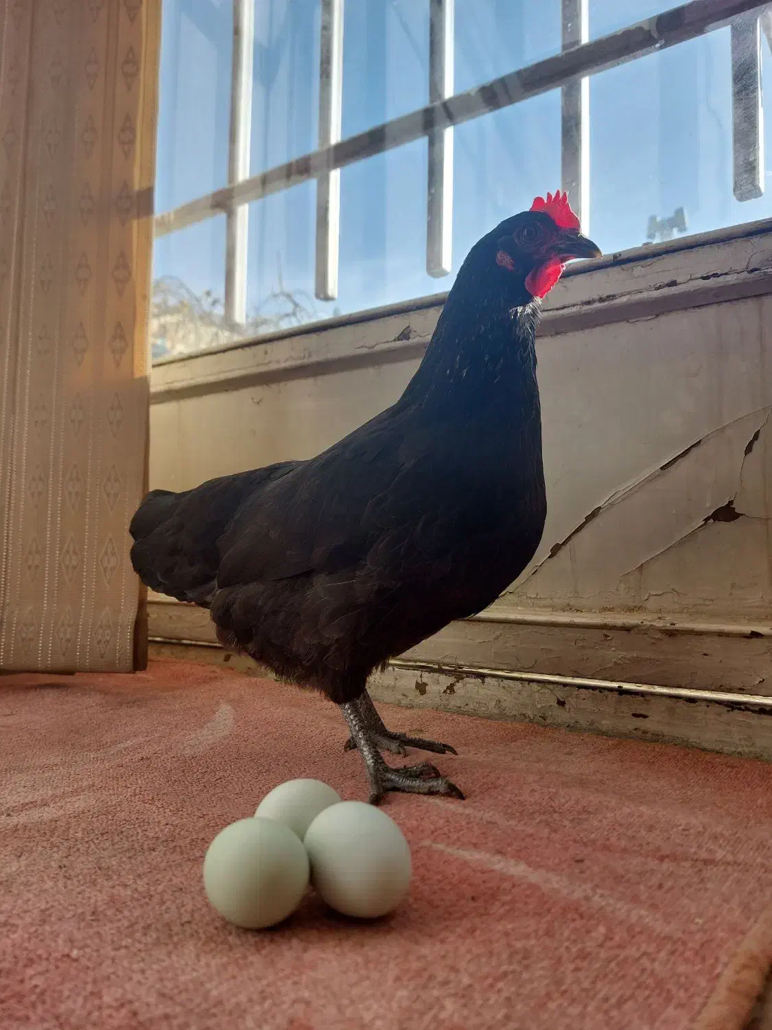 مرغ دورگه لاکندزی با تخم سبز ابی|حیوانات مزرعه|شاهین‌شهر, سعدی شمالی|دیوار