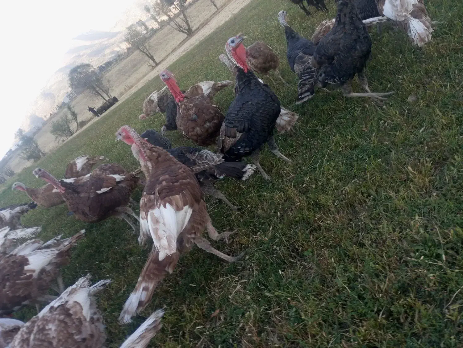 بوقلمون محلی|حیوانات مزرعه|بانه, |دیوار