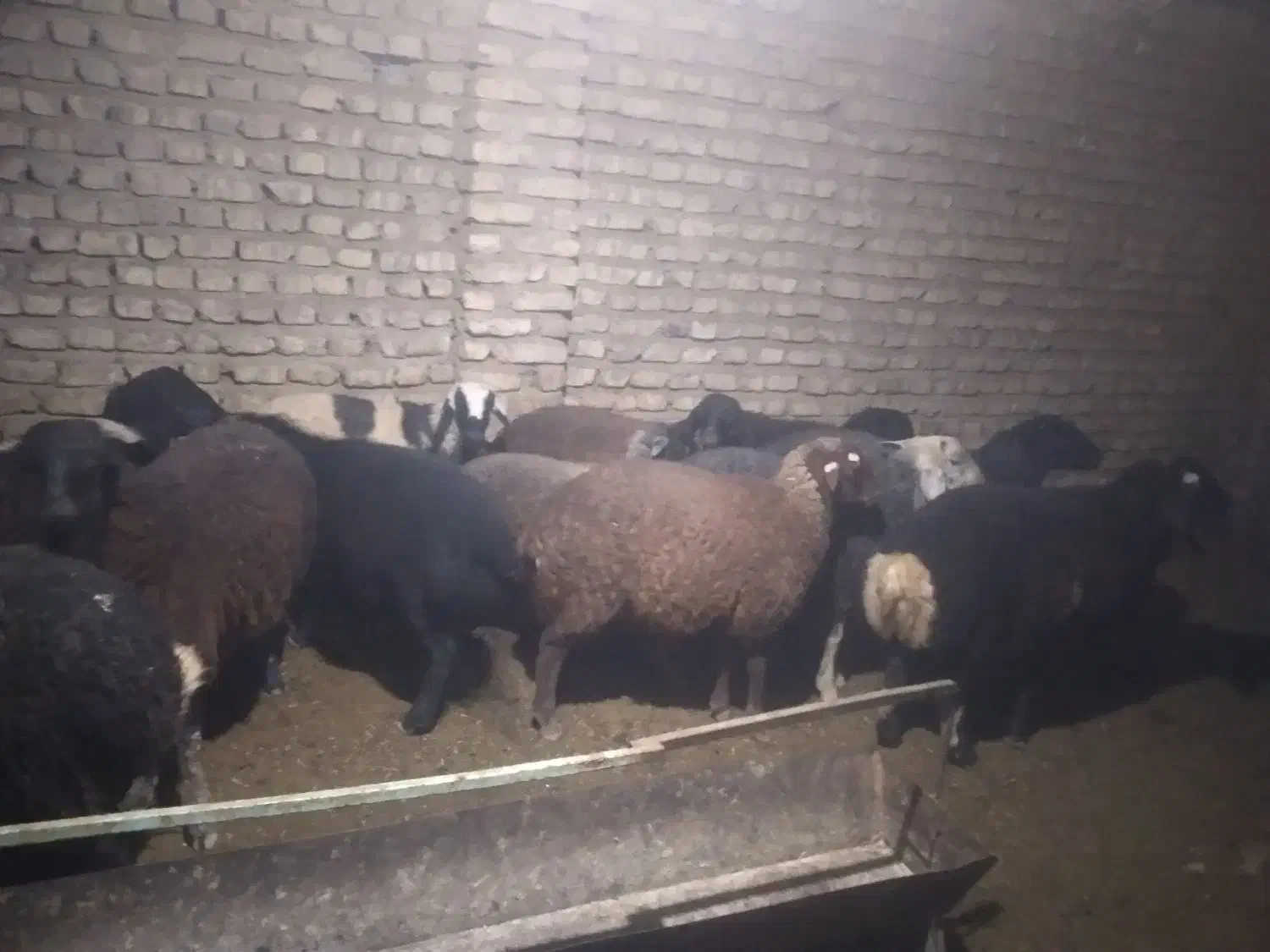 بره|حیوانات مزرعه|جوادآباد, |دیوار