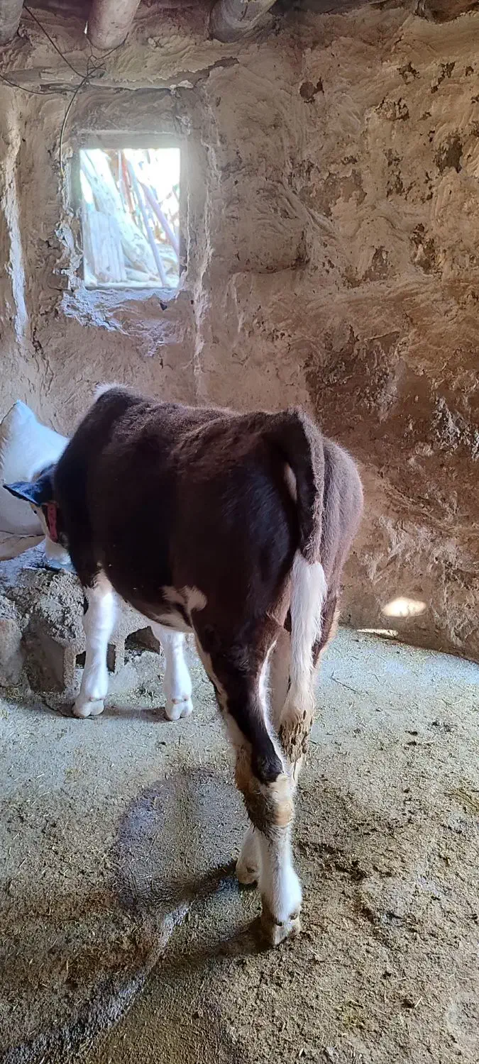 گوساله نر سیمینتال|حیوانات مزرعه|پاپی, |دیوار