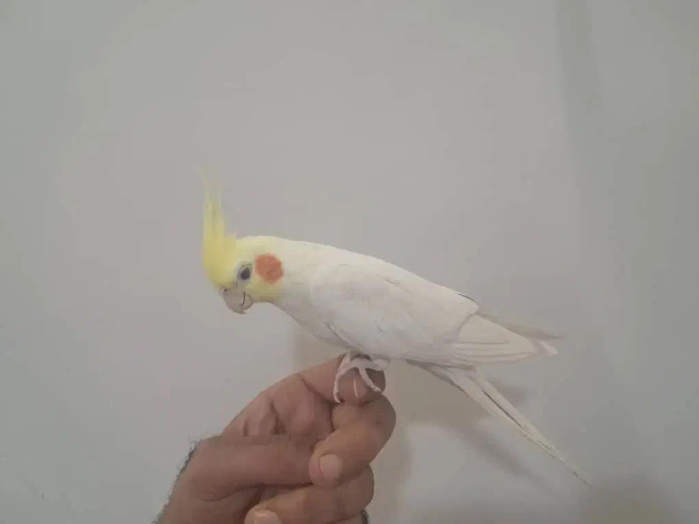 عروس هلندی لوتینو نر|پرنده|خورموج, |دیوار