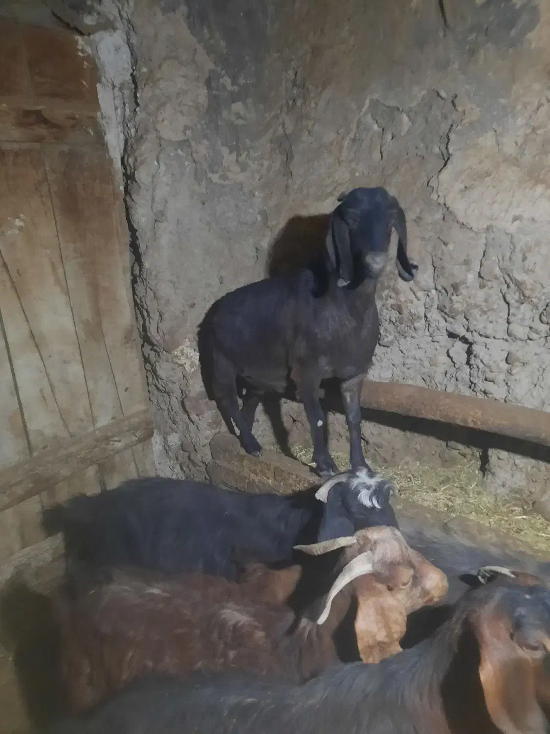 بز ابستن|حیوانات مزرعه|ایجرود, |دیوار