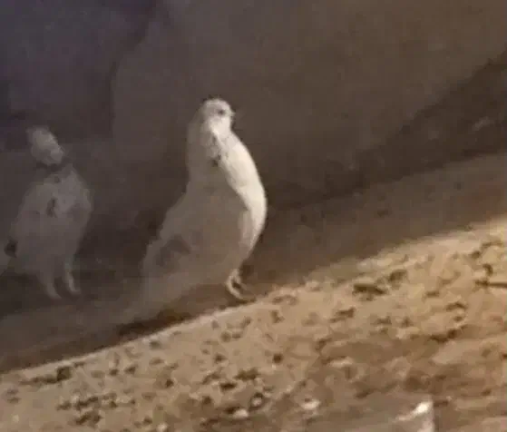 کوهدشت|پرنده|کوهدشت, |دیوار