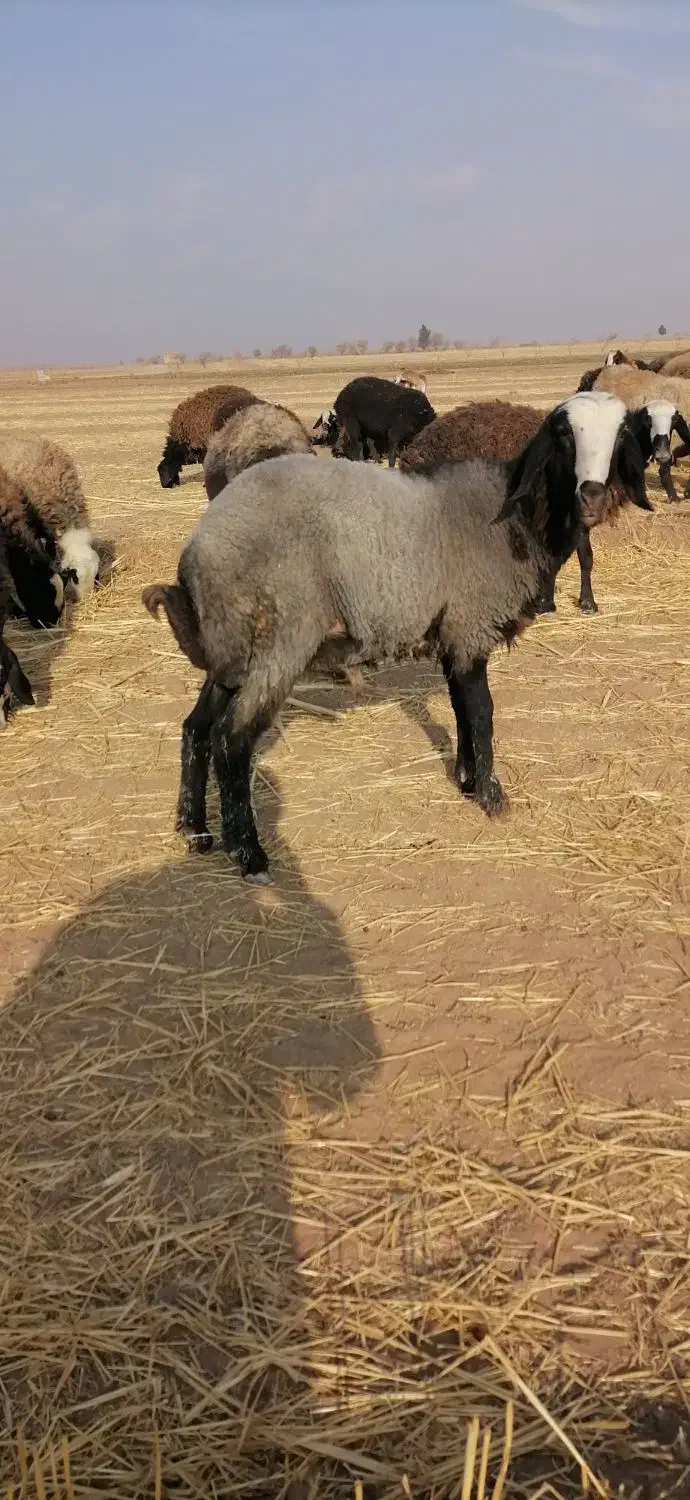 درود دوستان یک اس قوچ بره نژادشال اصیل|حیوانات مزرعه|دشتابی, |دیوار