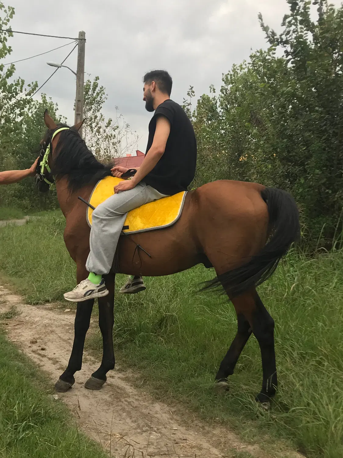 اسب|اسب و تجهیزات اسبسواری|رشت, بلوار گیلان|دیوار