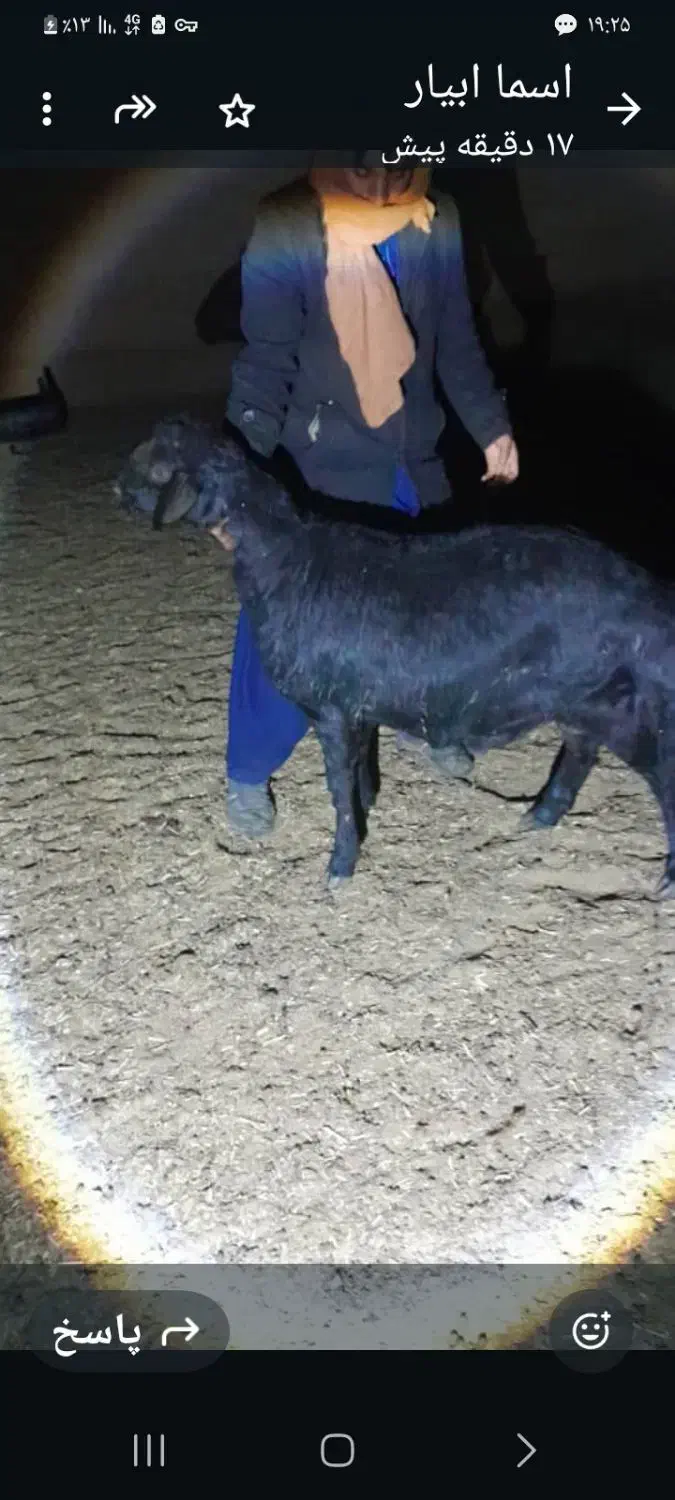 قوچ هترو|حیوانات مزرعه|شاهین‌شهر, برخوار غرب|دیوار