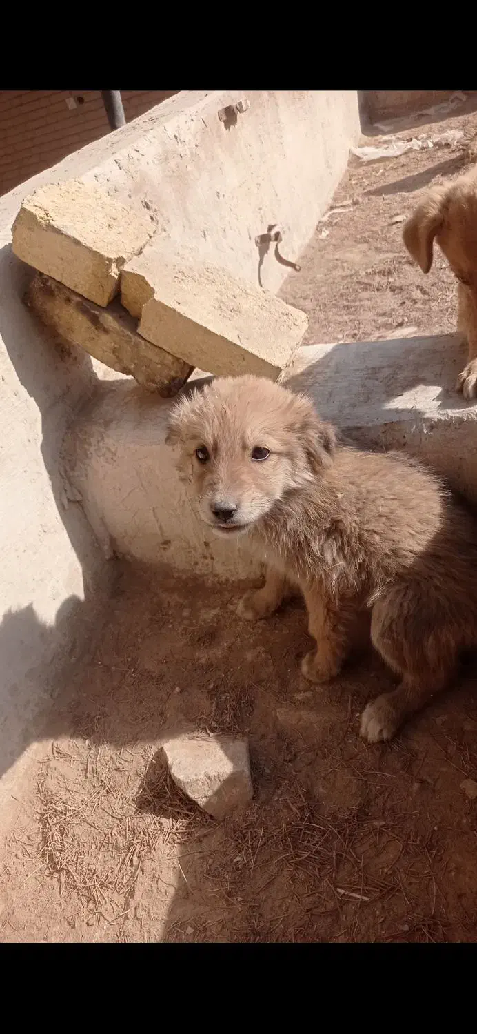 واگذاری توله سگ سرابی|سگ|یزد, |دیوار