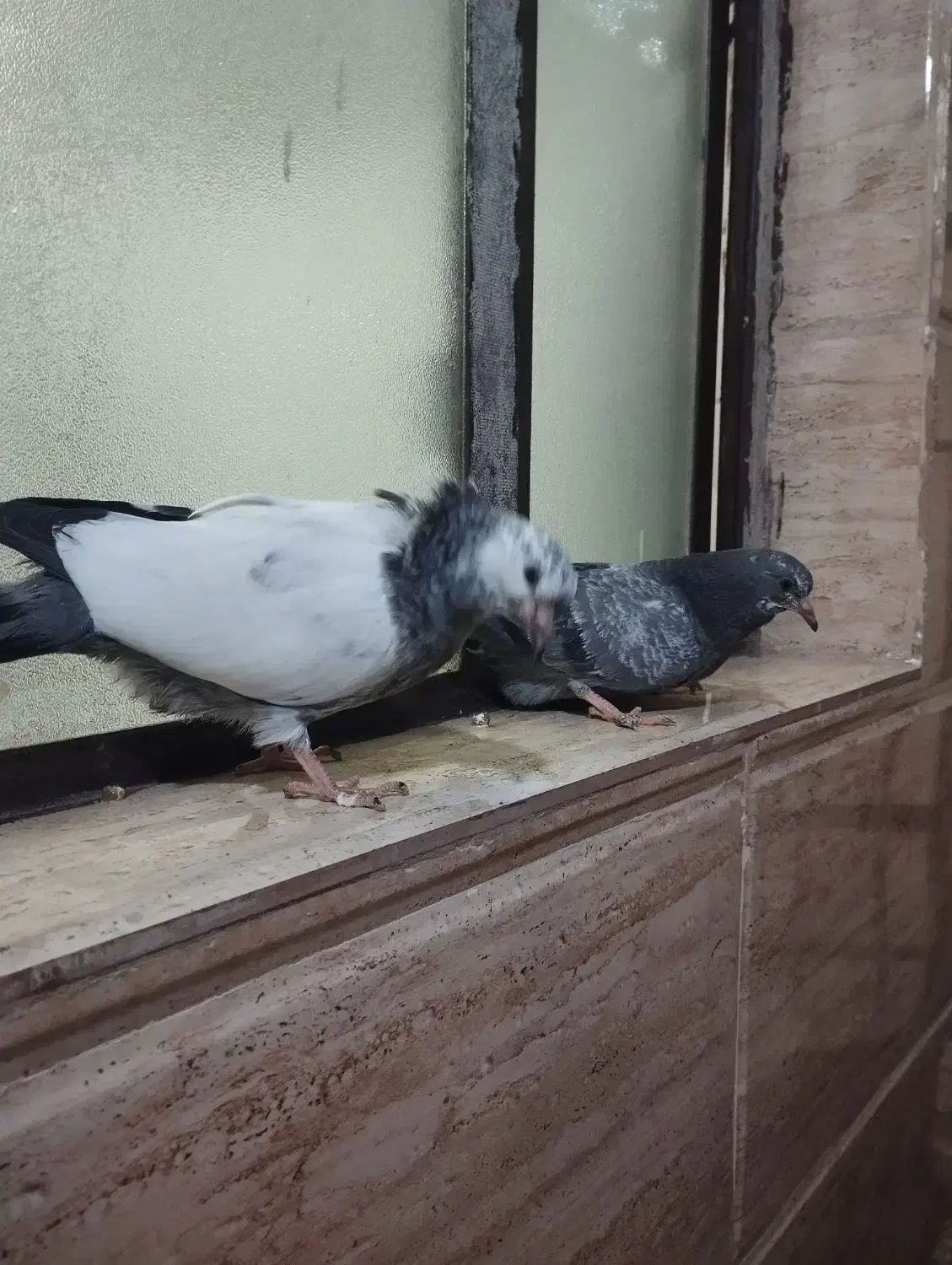 کفتر|پرنده|رباط‌کریم, الارد|دیوار