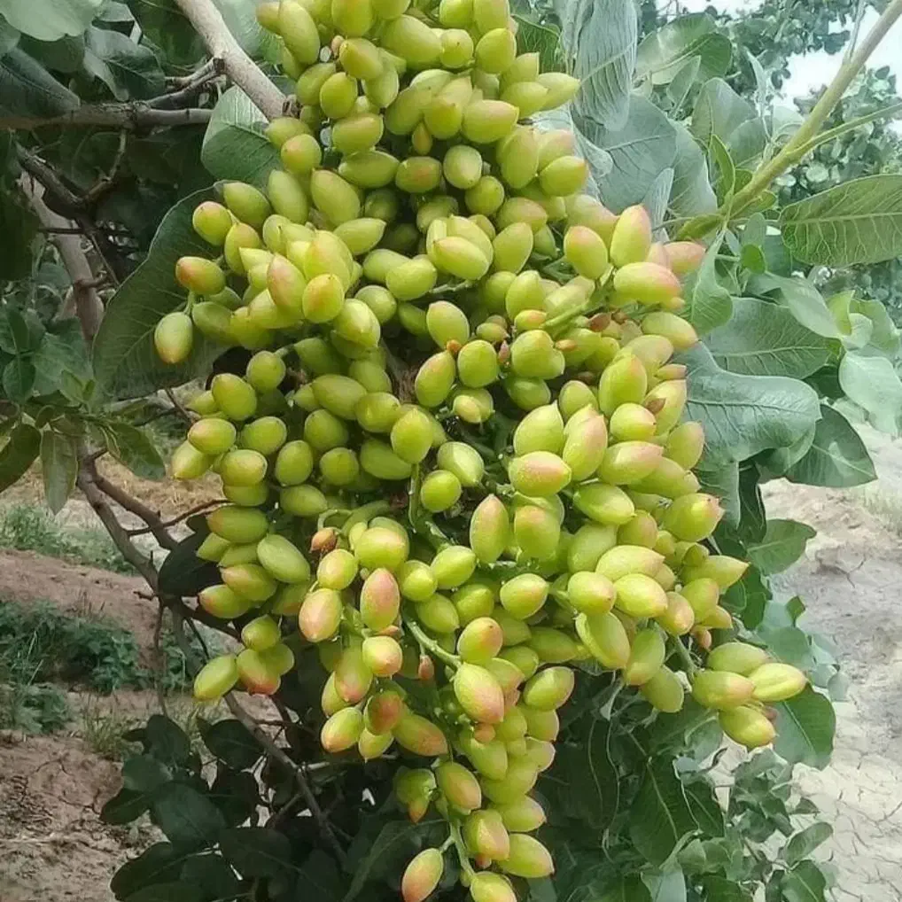 پسته پوک خریداریم تماس بگیرید|خدمات باغبانی و درختکاری|رفسنجان, |دیوار