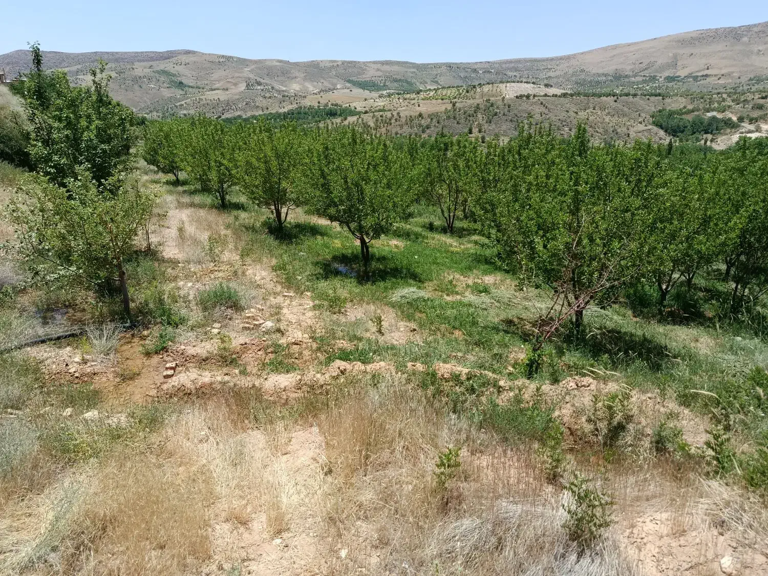 باغ سپیدان معاوضه با دنا پلاس سورن پلاس تارا|فروش زمین و ملک کلنگی|سپیدان, |دیوار