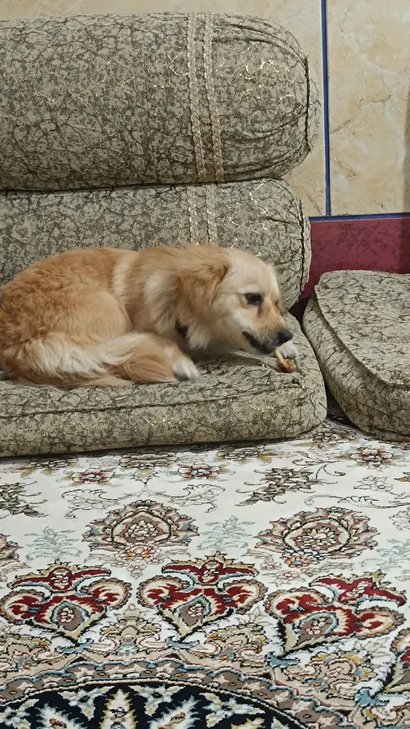 فروش سگ خانگی|سگ|لردگان, |دیوار