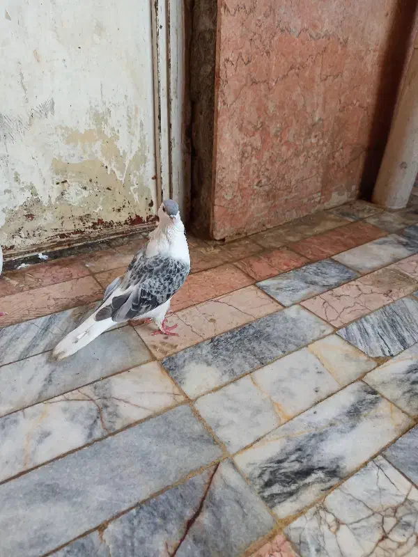 ساده افغان|پرنده|مشهد, شهید آوینی|دیوار