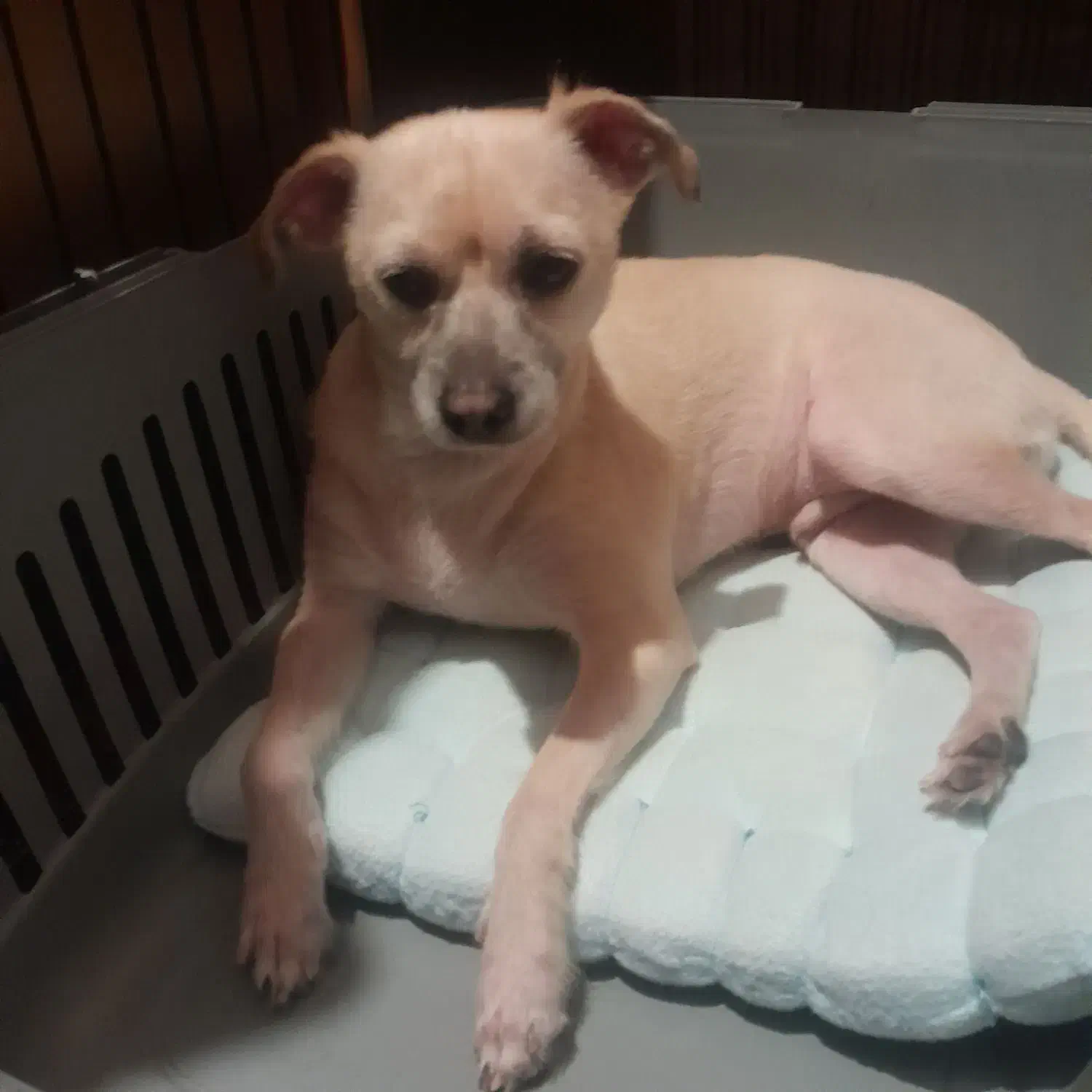 واگذاری رایگان پامرین کراس|سگ|تهران, مسعودیه|دیوار