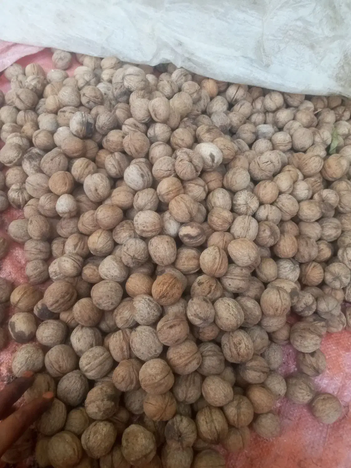 گردو کیلو ۵۰۰|حراج|دهدشت, |دیوار