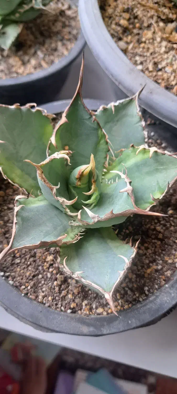 ۴ تا اگاو میکس|گل و گیاه طبیعی|تهران, مهران|دیوار